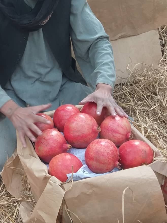 د انار په لاس ډلبندي او بسته‌بندي