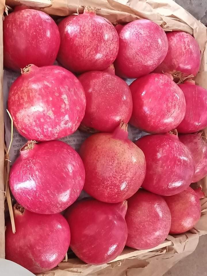 انار د صادراتو لپاره په بکس کې بسته‌بندي شوی